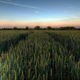 A corn field near Lichfield, UK.